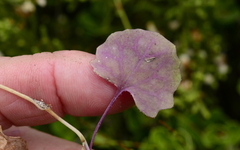 Senecio cymbalarifolius