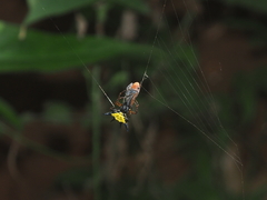 Macracantha hasselti