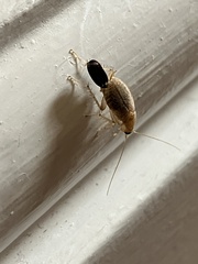 Planuncus tingitanus