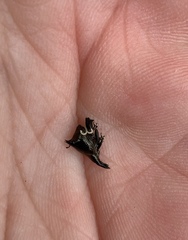 Scolopterus tetracanthus