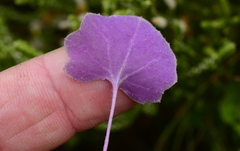 Senecio cymbalarifolius