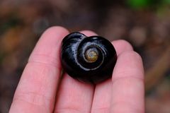 Victaphanta compacta