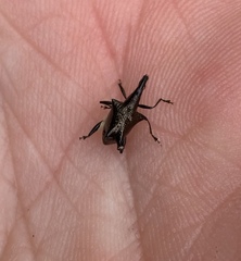 Scolopterus tetracanthus