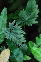 Pteris grevilleana