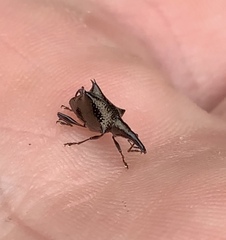 Scolopterus tetracanthus