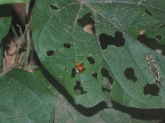 Aspidimorpha sanctaecrucis