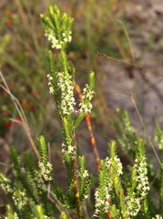 Struthiola striata