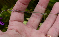 Senecio cymbalarifolius