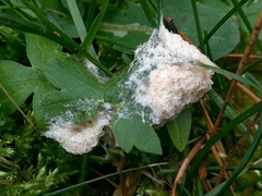 Didymium mucilago
