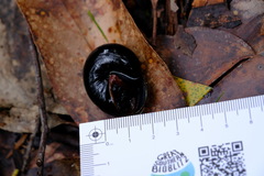 Victaphanta compacta