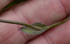 Senecio cymbalarifolius