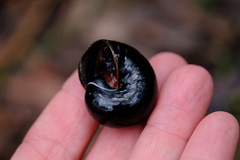 Victaphanta compacta