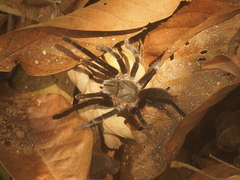 Selenocosmia javanensis