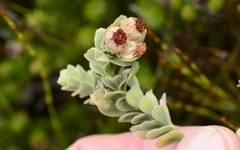 Hermannia trifoliata