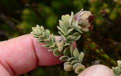 Hermannia trifoliata