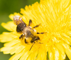 Melandrena
