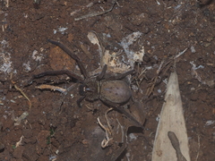 Heteropoda martinae