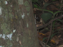 Sphenomorphus sanctus