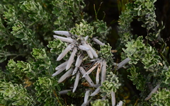 Indigofera brachystachya