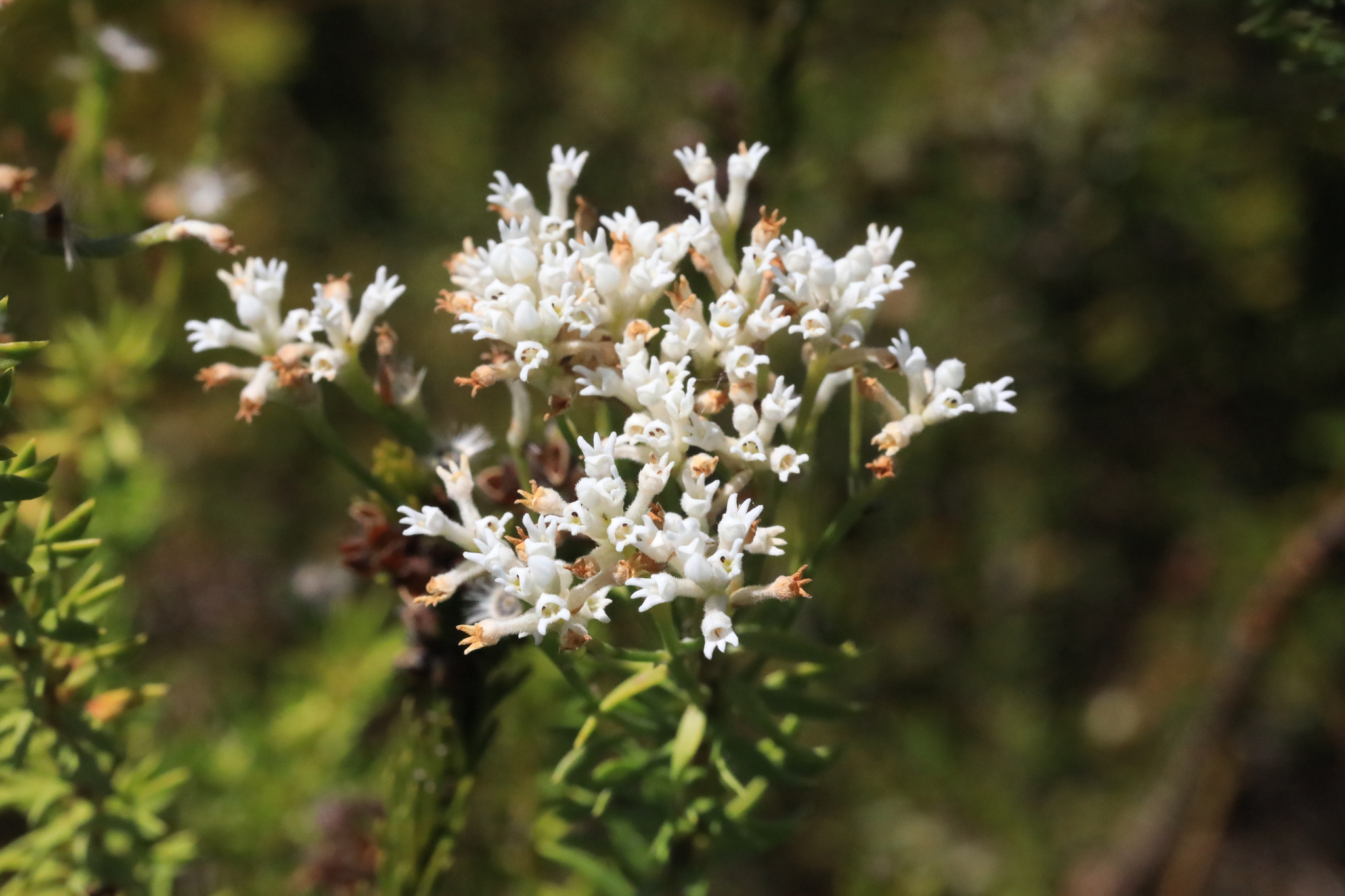 Conospermum undulatum - Wikipedia