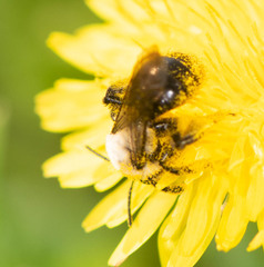 Melandrena