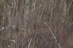 Emberiza cioides