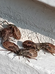 Nysius