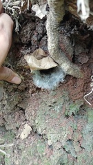 Selenocosmia javanensis