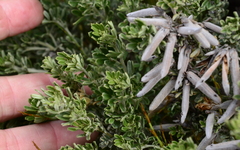 Indigofera brachystachya