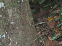 Sphenomorphus sanctus