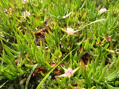 Carpobrotus edulis edulis