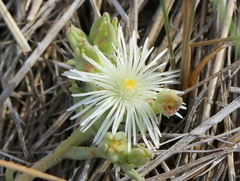 Mesembryanthemum canaliculatum