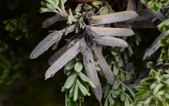 Indigofera brachystachya
