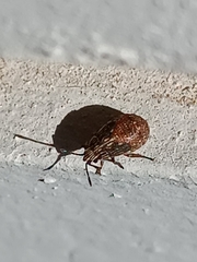 Nysius