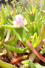 Carpobrotus edulis edulis