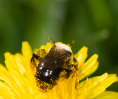 Melandrena