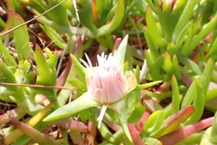 Carpobrotus edulis edulis
