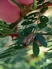 Drusia ibera