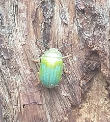 Calomela pallida