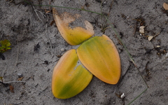 Haemanthus sanguineus