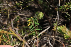 Gompholobium pinnatum