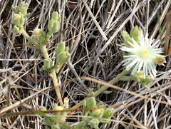 Mesembryanthemum canaliculatum
