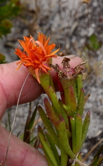Lampranthus fergusoniae