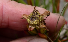 Lampranthus fergusoniae