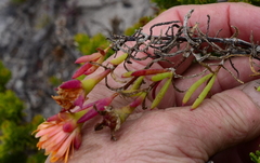 Lampranthus fergusoniae