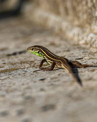 Lacerta strigata