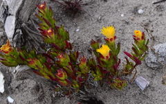 Lampranthus fergusoniae
