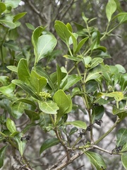 Psydrax obovata elliptica