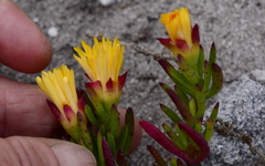 Lampranthus fergusoniae