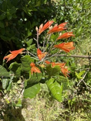 Alstroemeria ligtu
